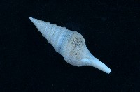 藏品(狄氏捲管螺)的圖片